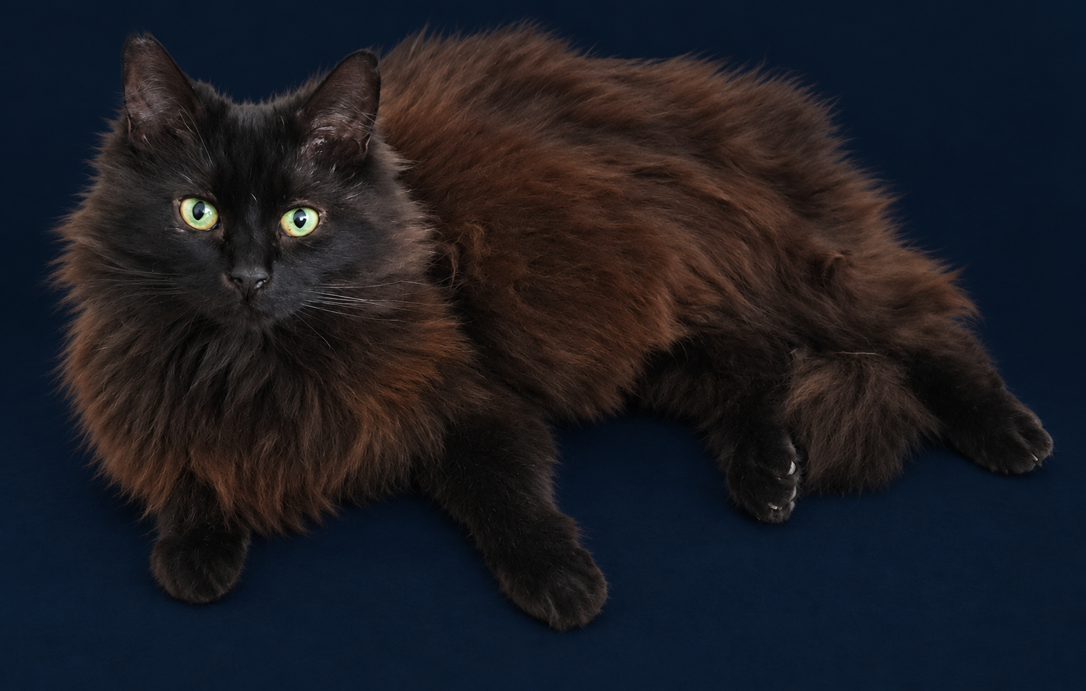 Thompson, a fluffy black cat with green eyes, reclining against a dark navy background.
